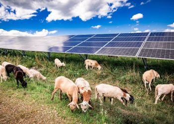 EDF plans sheep grazing for vegetation management on 220-MW Ohio solar project