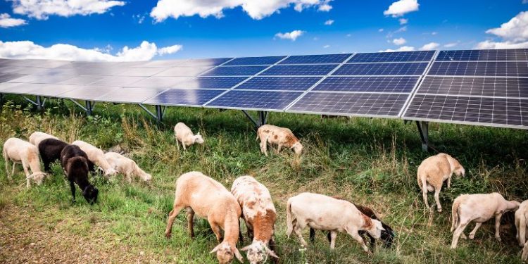 EDF plans sheep grazing for vegetation management on 220-MW Ohio solar project