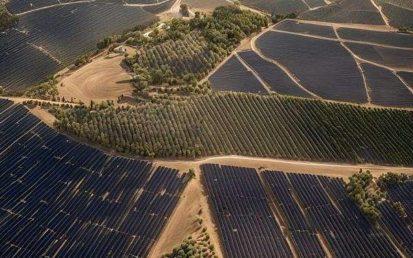 More energy and oil possible through combining photovoltaic plants with hedgerow olive groves