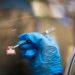 Perovskite advancements improve solar cell efficiency and longevity
