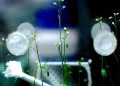 Solar-powered plasma technology boosts seed germination sustainability