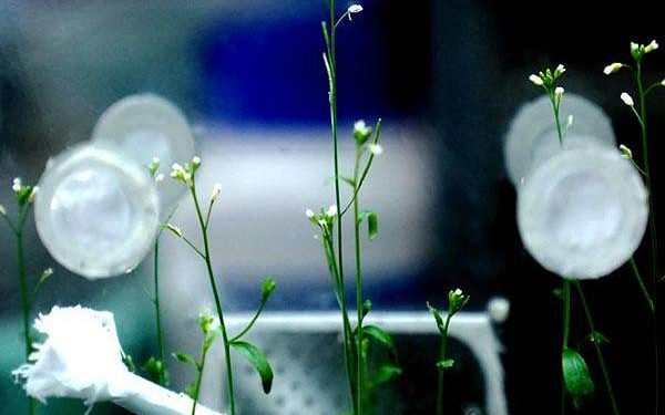 Solar-powered plasma technology boosts seed germination sustainability