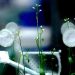 Solar-powered plasma technology boosts seed germination sustainability