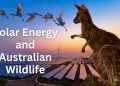 Solar Energy and Australian Wildlife: Balancing Energy and Ecology