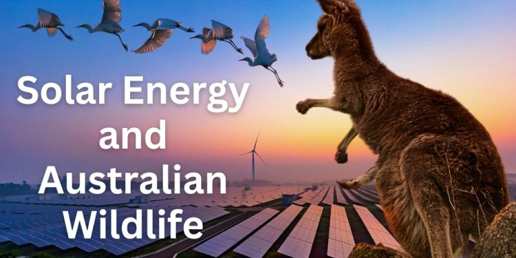 Solar Energy and Australian Wildlife: Balancing Energy and Ecology