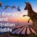 Solar Energy and Australian Wildlife: Balancing Energy and Ecology
