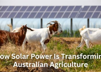 How Solar Power Is Transforming Australian Agriculture