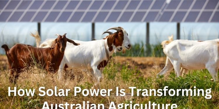 How Solar Power Is Transforming Australian Agriculture