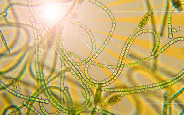 Quantum factors elevate plant energy transport efficiency