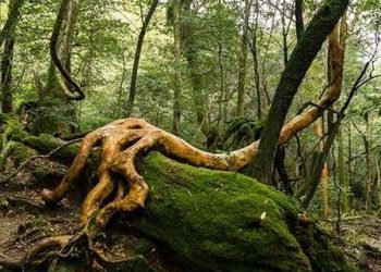 Synthetic rings imitate plant energy systems with molecular precision