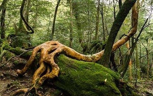 Synthetic rings imitate plant energy systems with molecular precision