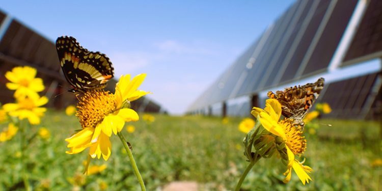 Gas pipeline company commissions 130-MW Texas solar project