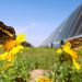 Gas pipeline company commissions 130-MW Texas solar project