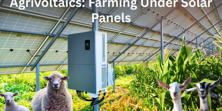 Farming Under Solar Panels in Australia