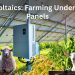 Farming Under Solar Panels in Australia