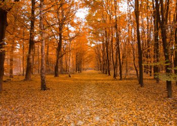 Avoid Winter Rate Hikes with Solar