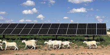 Solar power has provided more new generating capacity than any other source for two years straight