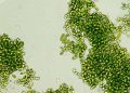 Photosynthetic algae evolve unique pigments to shield from sunlight and boost energy efficiency