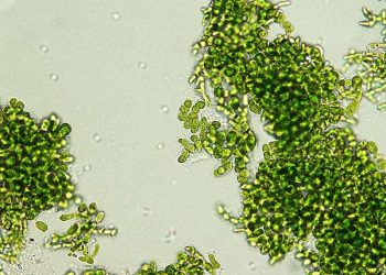 Photosynthetic algae evolve unique pigments to shield from sunlight and boost energy efficiency