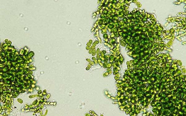 Photosynthetic algae evolve unique pigments to shield from sunlight and boost energy efficiency