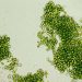 Photosynthetic algae evolve unique pigments to shield from sunlight and boost energy efficiency