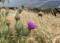 Solar farms poised to shelter Britains bumblebees if managed for biodiversity