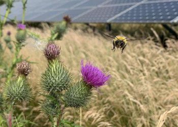 Solar farms poised to shelter Britains bumblebees if managed for biodiversity