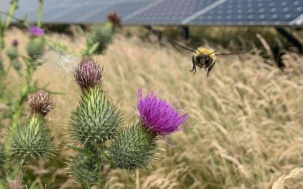Solar farms poised to shelter Britains bumblebees if managed for biodiversity