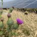 Solar farms poised to shelter Britains bumblebees if managed for biodiversity