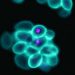 Bacterium Breakthrough Points to New Path for Battery Self-Recycling