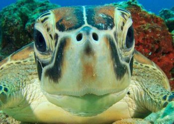 Solar-powered lights keep sea turtles out of fishing nets