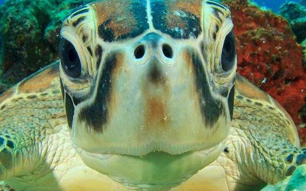 Solar-powered lights keep sea turtles out of fishing nets