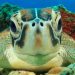 Solar-powered lights keep sea turtles out of fishing nets