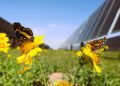 Solar beats wind, hydro for top renewable electricity source in US