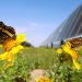 Solar beats wind, hydro for top renewable electricity source in US