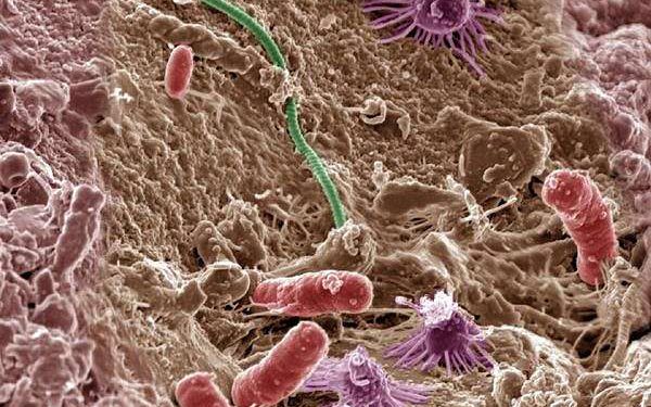 Soil microbe mineral battery stores sunlight to degrade antibiotics after dark
