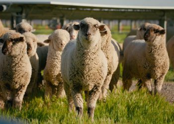 Short film ‘Pastures and Panels’ spotlights solar grazing movement in US