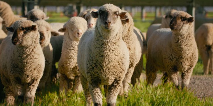 Short film ‘Pastures and Panels’ spotlights solar grazing movement in US