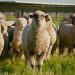 Short film ‘Pastures and Panels’ spotlights solar grazing movement in US