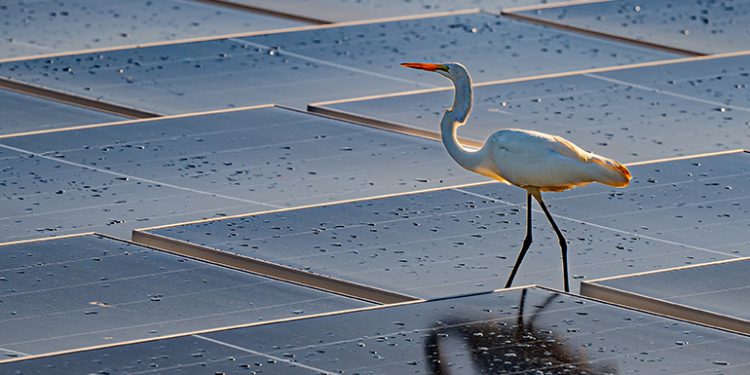 D3Energy completes largest floating solar array in Florida