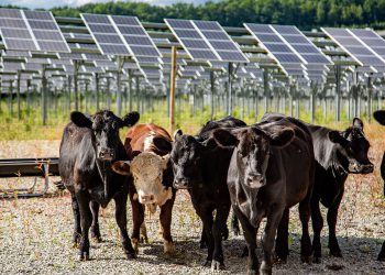 New report outlines economic benefits of agrivoltaics for farmers, developers and communities