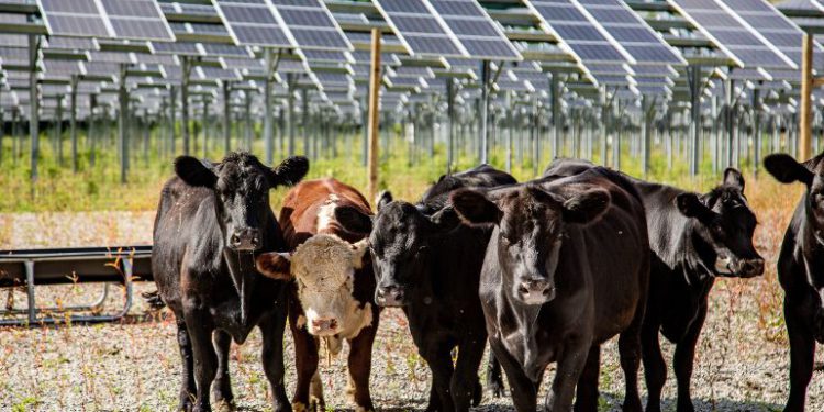 New report outlines economic benefits of agrivoltaics for farmers, developers and communities