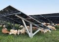 Sheep maintain vegetation at solar site adjacent to West Virginia coal plant