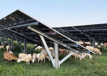 Sheep maintain vegetation at solar site adjacent to West Virginia coal plant