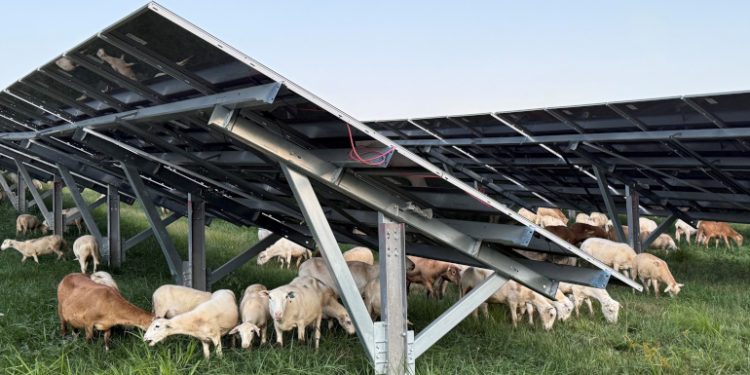 Sheep maintain vegetation at solar site adjacent to West Virginia coal plant