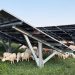 Sheep maintain vegetation at solar site adjacent to West Virginia coal plant