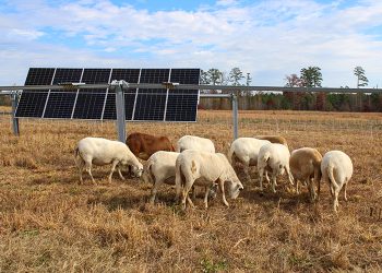 NC State is home to the Southeast’s 1st agrivoltaics training site