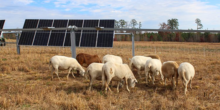 NC State is home to the Southeast’s 1st agrivoltaics training site