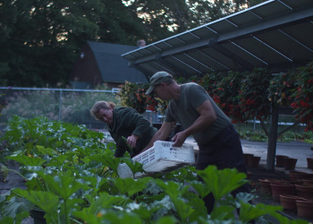 Agrivoltaics developer brings Stanford modeling platform in-house to build better solar + crops