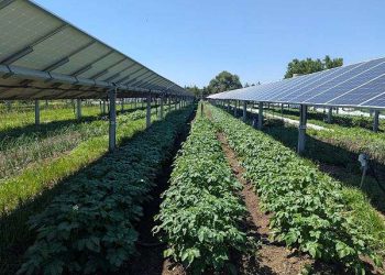 Solar panels over crops ease heat stress for farmworkers